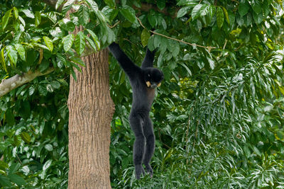 Monkey on a tree