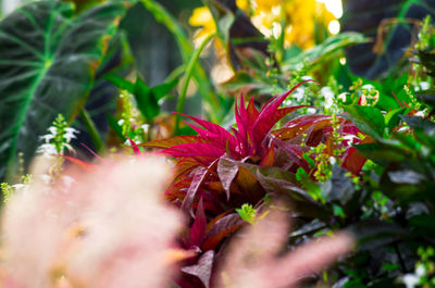 Close-up of pink flowering plant with red leaves