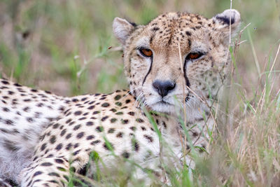 cheetah in