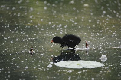 Close-up of ducks swimming in lake