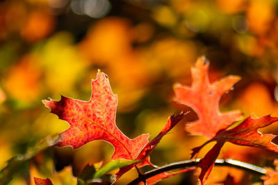 Close-up of red maple leaves