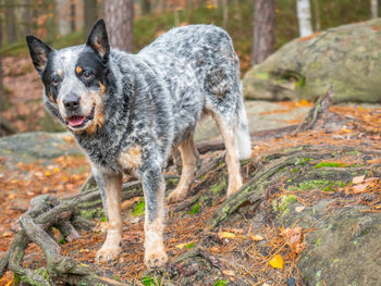 Gray cattle dog on a rock with roots. a burly and healthy working breed dog observes owner's orders.