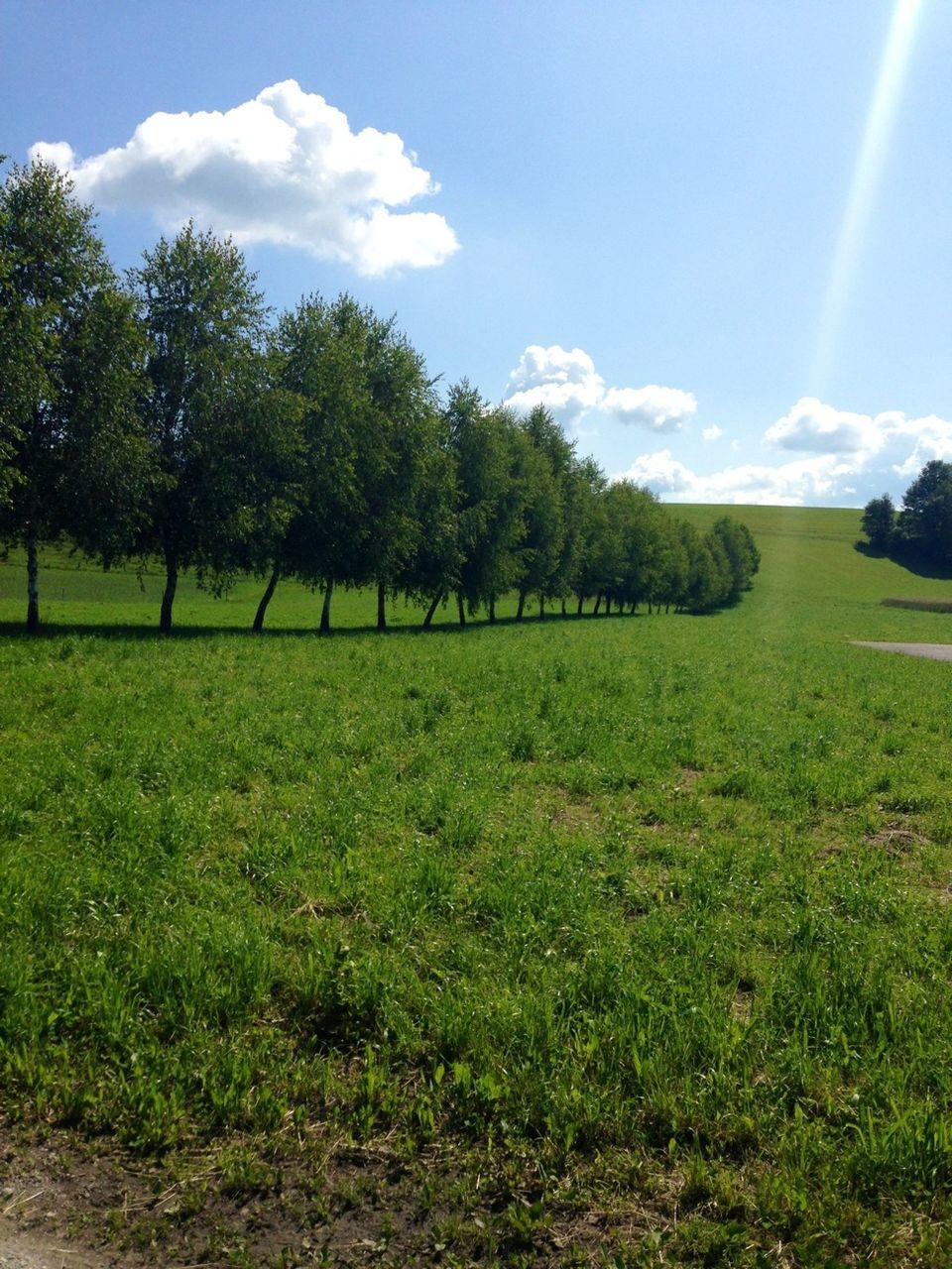 grass, tree, sky, field, tranquility, tranquil scene, landscape, sunlight, green color, grassy, beauty in nature, growth, scenics, nature, sunbeam, sun, cloud - sky, cloud, sunny, day