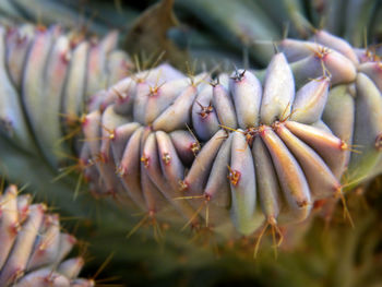 Close-up of succulent plant