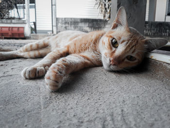 Portrait of cat lying on floor