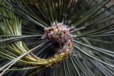 Close-up of pine tree