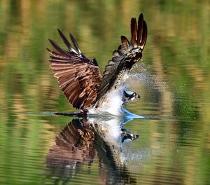 Bird flying over lake