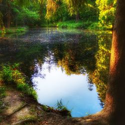 Scenic view of lake amidst trees in forest