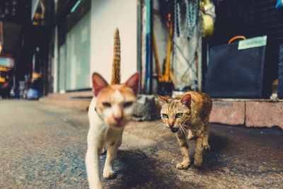 Portrait of two cats