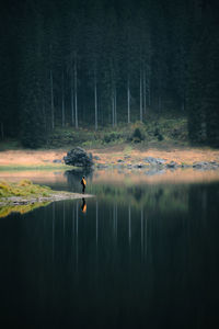 Reflection of trees in lake