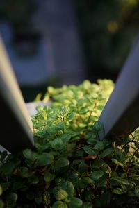 Close-up of plants growing in yard