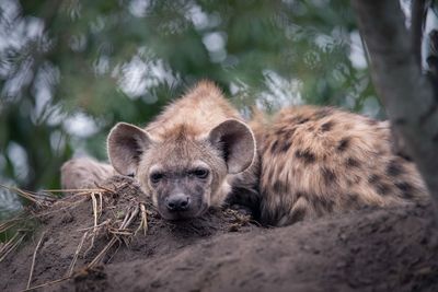 Spotted hyena