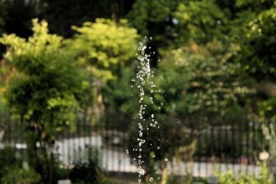 Close-up of water drop on tree