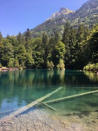 Scenic view of lake by trees against sky