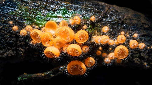 Close-up of orange underwater