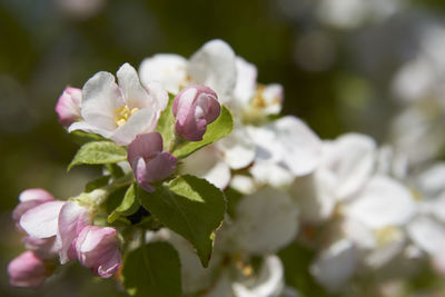 Close-up of pink flowering plant