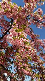 Low angle view of cherry blossom tree