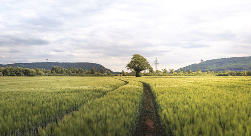 Scenic view of agricultural field against sky