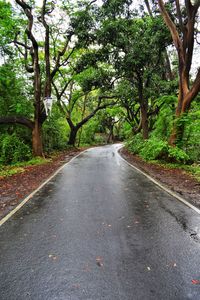 Road amidst trees
