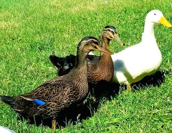 High angle view of mallard duck on field