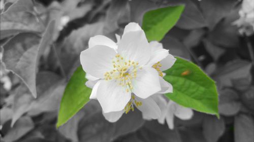 Close-up of white flower blooming outdoors