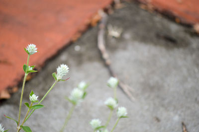 Close-up of flowering plant