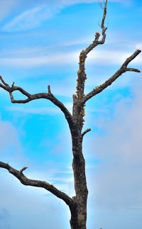 Low angle view of tree against sky