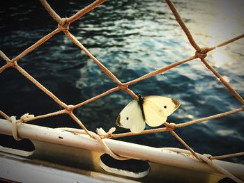 Close-up of bird perching on branch
