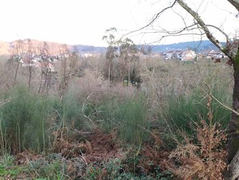 Plants growing on land against sky