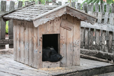 View of a pig in stable