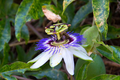 Close-up of purple flowering plant