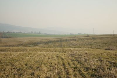 Scenic view of field against clear sky