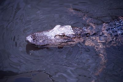 High angle view of crocodile in lake