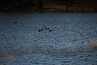 Birds flying over lake