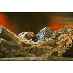 Close-up of lizard on rock