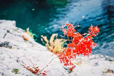 Close-up of red plant by sea during winter