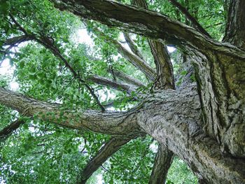 Low angle view of trees