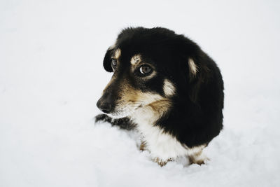 Dog looking away over white background