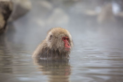 Monkey swimming in lake