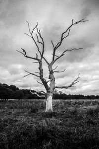 Bare tree on field against sky