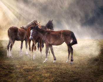 Horses on field against sky