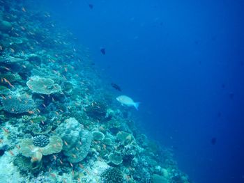 Jellyfish swimming in sea