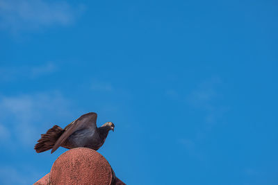 Low angle view of eagle perching on blue sky