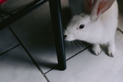 High angle view of a cat in cage