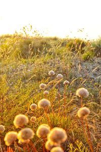 Close-up of mushrooms growing on field against sky