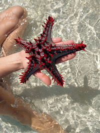 High angle view of crab on hand holding a sea