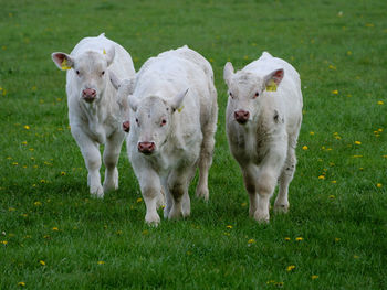 White cows on a meadow in westphalia