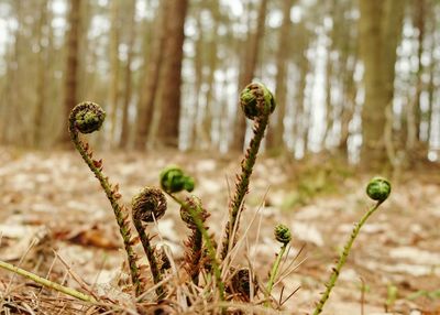 Close-up of plants growing in forest