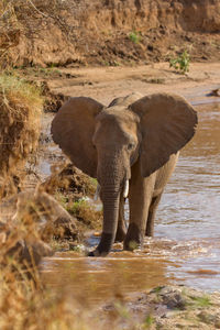 Elephant standing in water