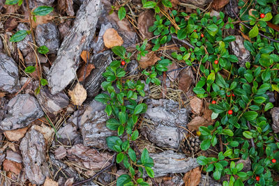 High angle view of dry leaves on field